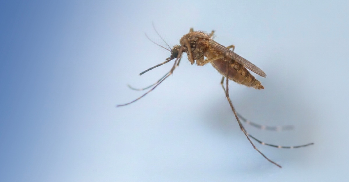 Mosquito on a blue background